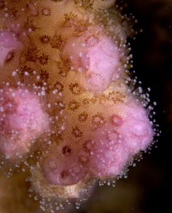 Cauliflower coral by Chris Krambeck 